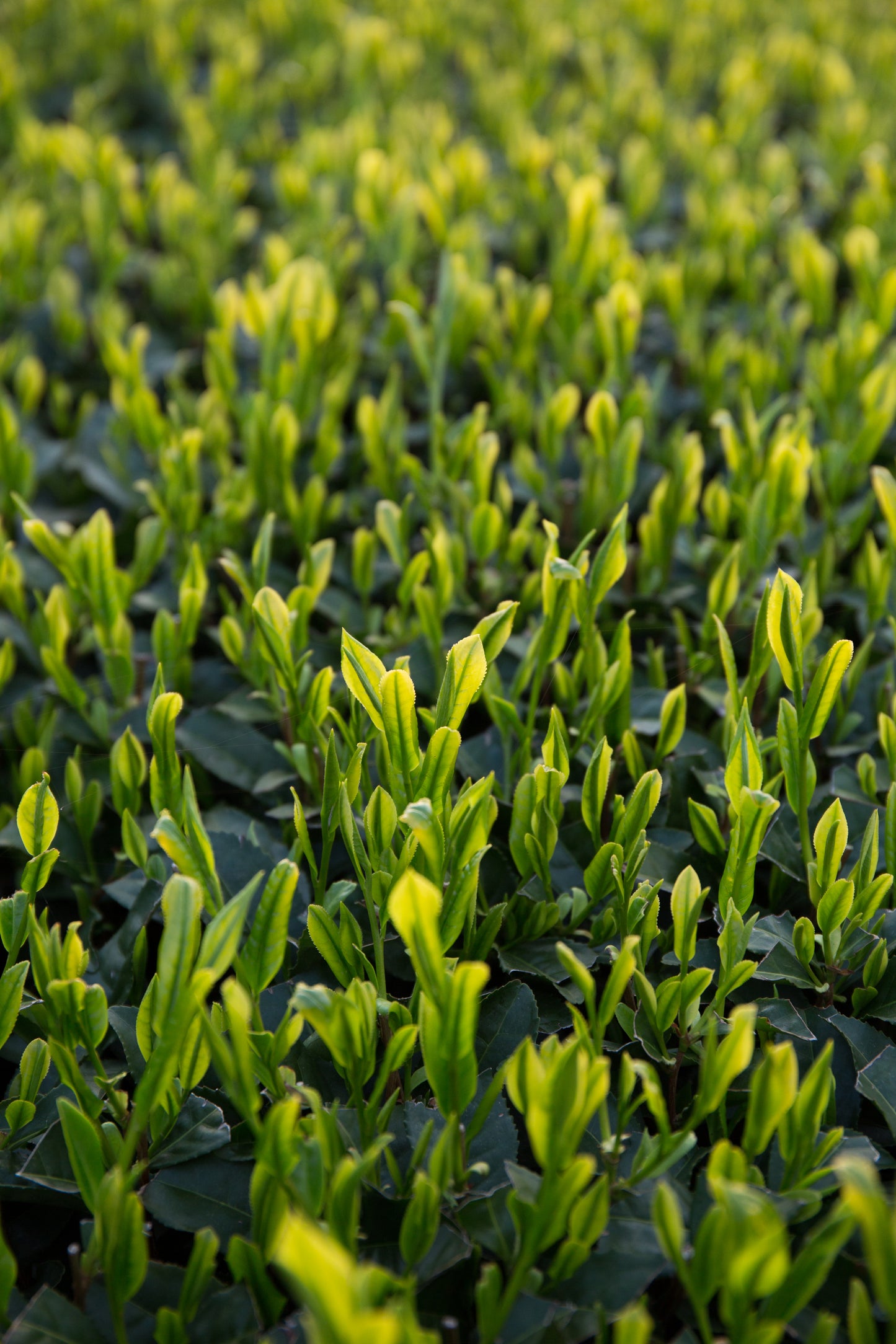Lemongrass Sencha – Japanese Green Tea with Lemongrass Aroma (Tea Bags)